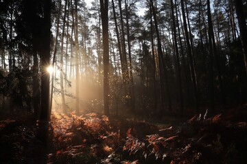Sunrise in a misty coniferous forest in mid-November, Poland - 581805313