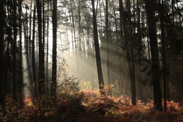Sunrise in a misty coniferous forest in mid-September, Poland - 581805326