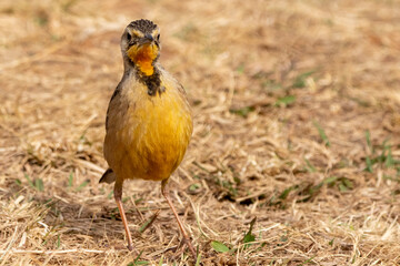 Cape Longclaw in Rietvlei nature Reserve