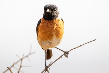 African Stonechat at Rietvlei Nature Reserve  