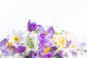 Crocuses and snowdrops. festive floral background. Extreme flowers close-up. Blur and selective focus. 