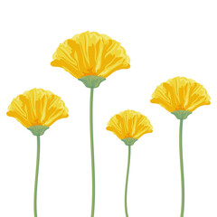 Painted yellow flowers on a white background. Dandelions. Beautiful flowers