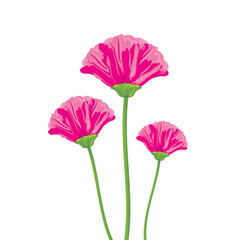 Painted pink flowers on a white background
