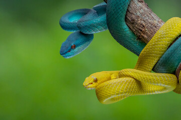 a blue pit viper and yellow pit viper Trimeresurus insularis on defensive position hanging on a branch together with bokeh backgrounnd