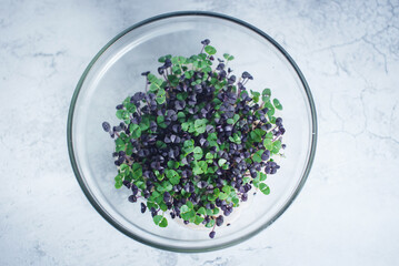 Microgreens of different varieties of basil. Concept healthy micro greens.