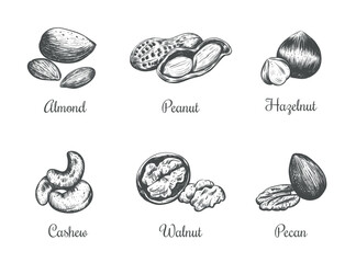 Nuts collection vector illustration hand drawing. 