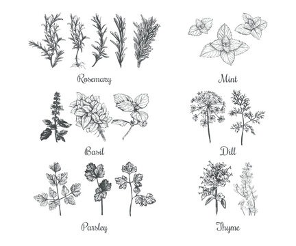 Collection of herbs vector illustration. Set of herbs
