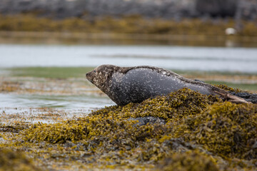 Seal hair, harbor (Phoca vitulina) in Iceland, close up view, cute animals in summer time, near a sea, ocean, wildlife photo © Dominik