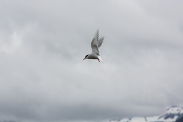 Arctic Tern in Iceland during fly, amazing fast bird,close up detail view, wildlife shooting in Iceland, travel photo tip, traveling over the world, Akranes 