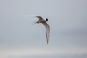 Arctic Tern in Iceland during fly, amazing fast bird,close up detail view, wildlife shooting in Iceland, travel photo tip, traveling over the world, Akranes 