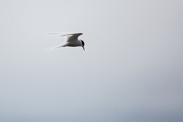 Arctic Tern in Iceland during fly, amazing fast bird,close up detail view, wildlife shooting in Iceland, travel photo tip, traveling over the world, Akranes 