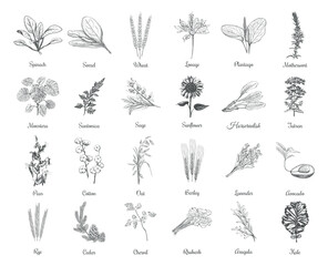 Fototapeta na wymiar Collection of herbs and plants vector illustration