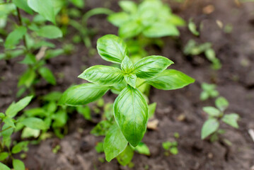 Green basil leaves. Fresh young basil grows on fertile soil. Garden natural organic food.	