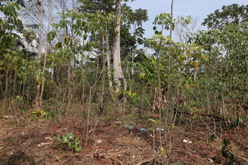 Maniok Feld Mischkultur Bio Anbau Kamerun Afrika