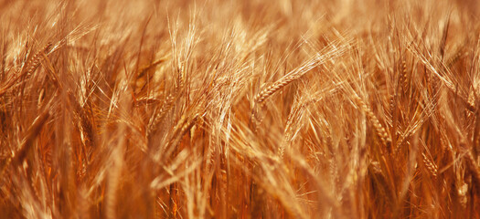 Ears of golden wheat close up. Rural scenery under shining sunlight. Background of the ripening ears of the wheat field.