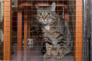 Gray cat is sitting in a cage at the shelter