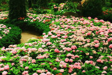 beautiful Garden scenery with blooming colorful Hydrangea flowers and Pathway 
