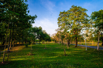 Sunset light in city public park with green tree forest