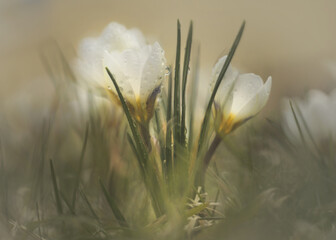 Spring crocuses in the grass like a painted picture, flowers close-up, dew drops on the petals
