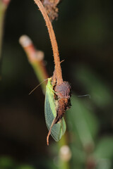 green chrysopa insect macro photo