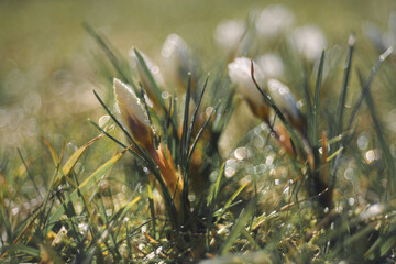 Spring crocuses in the grass like a painted picture, flowers close-up, dew drops on the petals, bokeh, reflections
