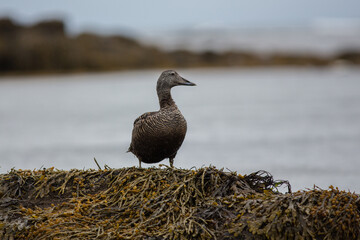 Wild duck in Icelandic nature