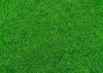 Obraz na płótnie Canvas Green grass texture can be used as background.