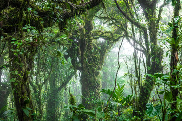 Cloud Forest in Costa Rica with large tree in the middle of frame.