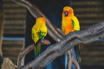 close-up Group of Sun Conure Parrot are sleeping in a tree hollow.
