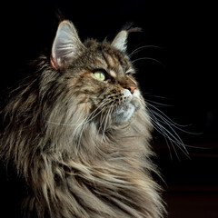 Cute furry Maine Coon cat with yellow-green eyes and long beige-brown fur. Close up portrait, shadow depth. Large domestic long-hair breed, dense coat and ruff along chest. Front view. Black square.