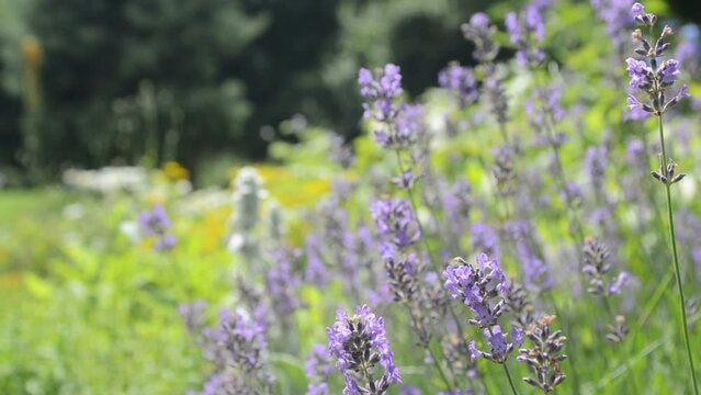 Close-up beautiful blooming Lavender Flowers.