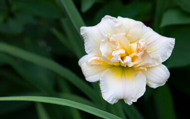 Gorgeous daylily flower on natural background. Gardening, perennial flowers.