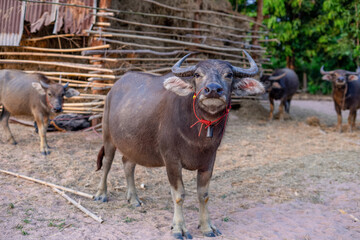 thai buffalo