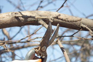 Secateurs cut off a withered branch on an apple tree. Gardening concept.