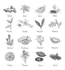 Spices and herbs vector illustration  - obrazy, fototapety, plakaty
