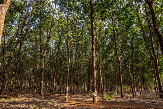 Rubber tree plantation. Rowes of rubber trees in tropical woodland.