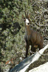 Naklejka premium Chamois, Rupicapra rupicapra