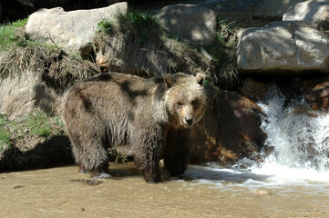Ours brun, Ursus arctos