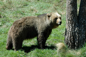 Ours brun, Ursus arctos