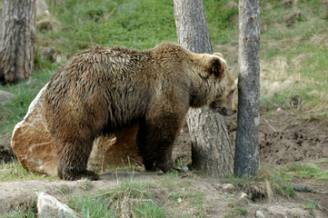 Ours brun, Ursus arctos
