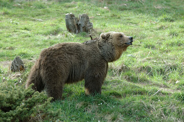 Ours brun, Ursus arctos