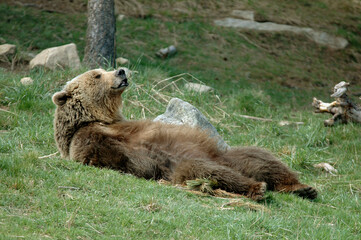 Ours brun, Ursus arctos