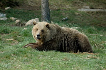 Fototapeta premium Ours brun, Ursus arctos