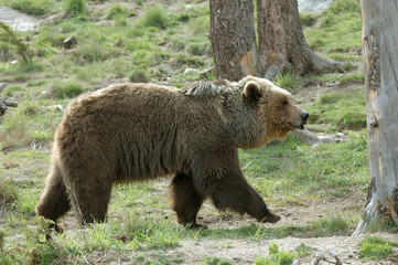 Obraz premium Ours brun, Ursus arctos