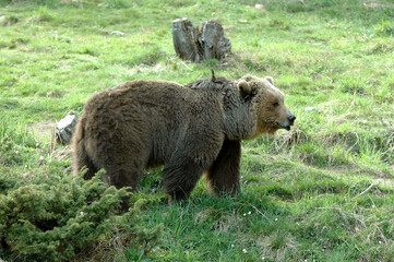 Ours brun, Ursus arctos