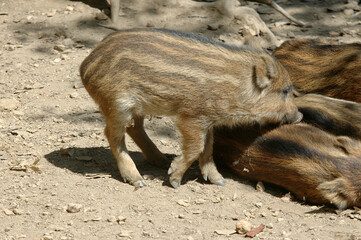 Sanglier, marcassin, jeunes, Sus scrofa