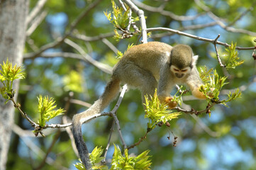 Saimiri, Saimiri sciureus