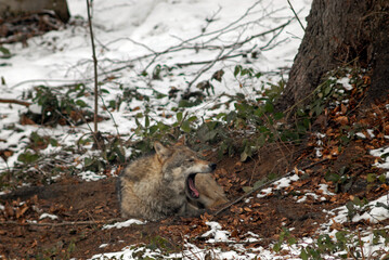 Loup, Canis lupus