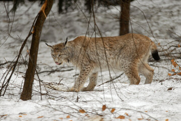 Lynx boreal, Lynx lynx