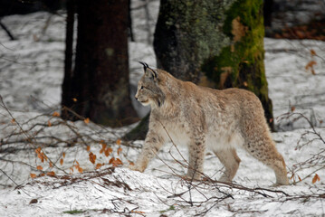 Lynx boreal, Lynx lynx
